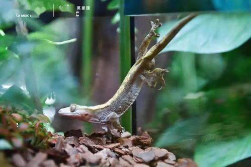 寧波市中心空降熱帶雨林 5000份水母、6000株植物與遠古生物共舞